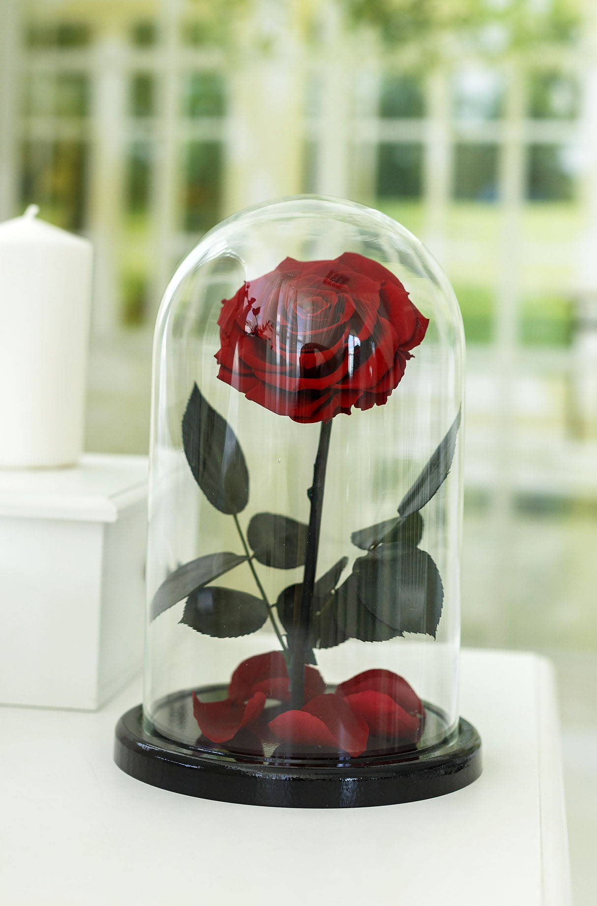 Роза в колбе Royal red